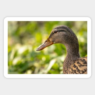 Female mallard duck portrait Sticker